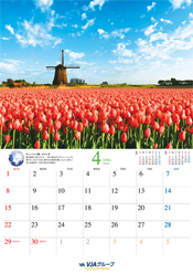 4月 チューリップ畑／オランダ イメージ