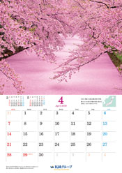 4月 日本／青森　弘前公園の桜の花筏 イメージ